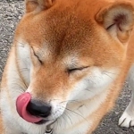 ねこにゃんこハウス