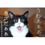 あやき