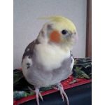ぼの。