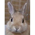 がっちゃん