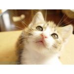 なまこ