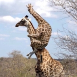 しけわ