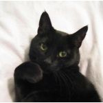 黒猫