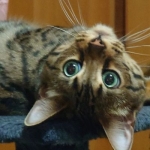 とらねこ