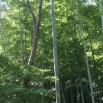 葉っぱ
