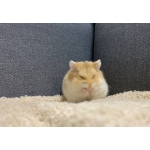 userPhoto