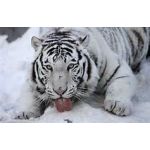 ショウブン