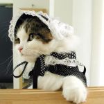 堀しのる