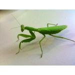MANTIS