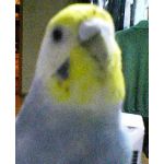 トリんちゅ