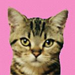 Tomcat_phil