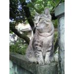 さんだー