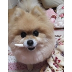 かっちゃんฅᐡ•ᴥ•ᐡฅ
