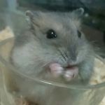 まんごるもあ