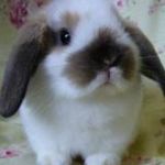 ろっぷ☆まぁ