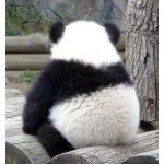 になころ。