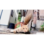マグカップ