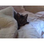 飼い猫