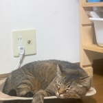 にせカルマ