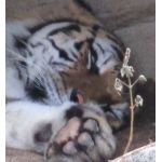 ねむいとら