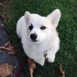 よりぬき柴犬