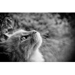 猫丸