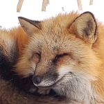 沢渡かすが