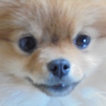 るー