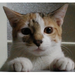 三毛猫とろちゃん　♥