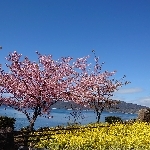 userPhoto