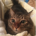 ねこかわいい