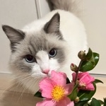 かおり