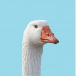 がちょー