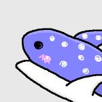 ジンベエザメ君