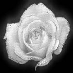 silverrosechic