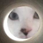 みそずけ