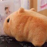 カピバラ