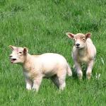 Sheep3D