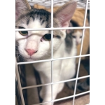 野良猫