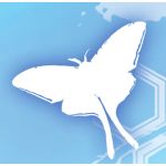 はしこ