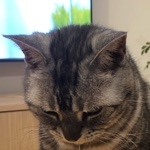 もち