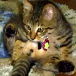 StrayCat