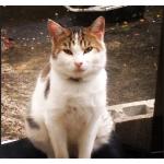 ねこねこネットワーク