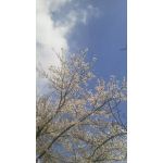 吹雪