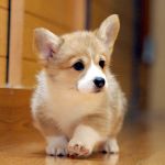 ももっこ