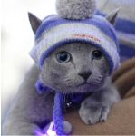 オーベルシュタイン