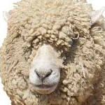 羊飼い※おやすみ中※