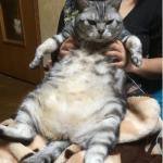 えがちゃん