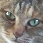 猫野下僕
