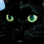 黒ねこ　　　　　　　　　　▶▶▶